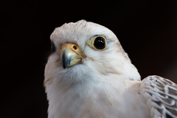 Kopf des grauen Falkenvogels
