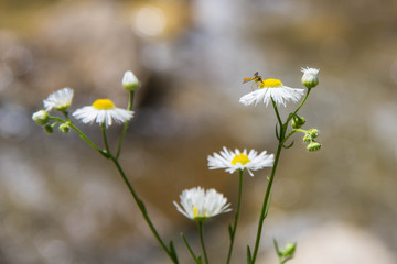 A lot of daisies on a green background. Sunny daisies. Small daisies. Chamomile field.