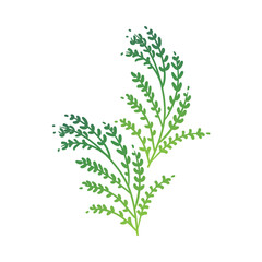 Vector cartoon abstract green plant icon. Wild meadow field grass garden spring easter, women day romantic holiday, wedding invitation card decoration summer floral Illustration white background