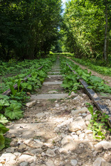 Obraz premium The mountain railway leaves through the forest beyond the horizon