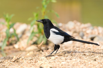 Black and white magpie
