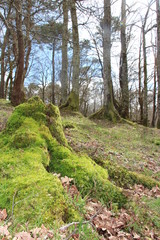 Mousse dans la forêt