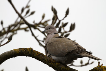 Türkentaube (Streptopelia decaocto) sitzt auf Ast