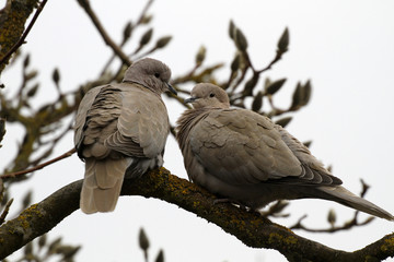 Türkentaube (Streptopelia decaocto) Paar auf Ast