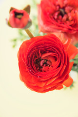 赤いラナンキュラス