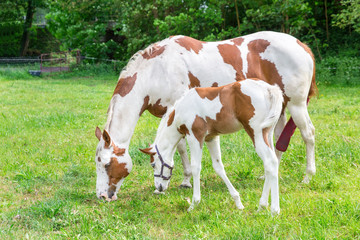 Naklejka na ściany i meble Mother horse with newborn foal in meadow