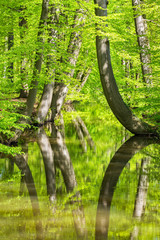 Beech tree trunks with stream in spring forest