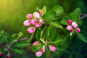 Buds of flowers on a branch in the spring, Apple tree.