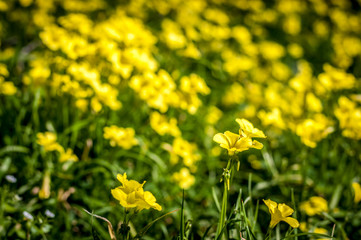 Field of small yellow flowers