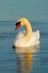Fototapeta na wymiar White Swan swimming on lake