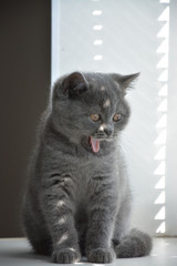 cute british kitten sitting near the window