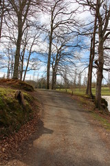 Fototapeta premium Chemin qui mène au bois