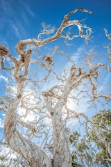 white tree on the whitsunday islands in Australia