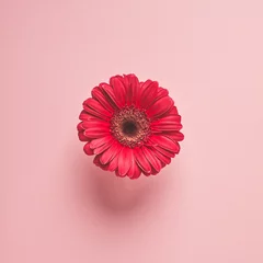 Zelfklevend Fotobehang close-upmening van mooie rode gerberabloem die op roze wordt geïsoleerd © LIGHTFIELD STUDIOS