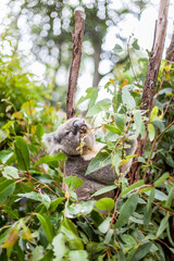 koala bear eating