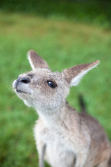 Naklejka na ściany i meble kangaroo in Australia