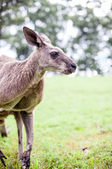 kangaroo in Australia