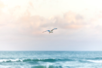 seagull over the ocean