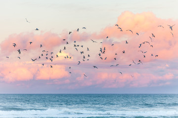 Fototapety  mewy latające na plaży podczas zachodu słońca w Australii