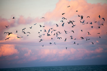 seagulls flying st the beach