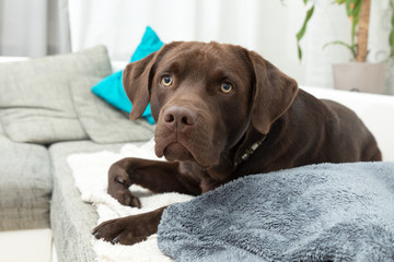 cute labrador lying in a living room