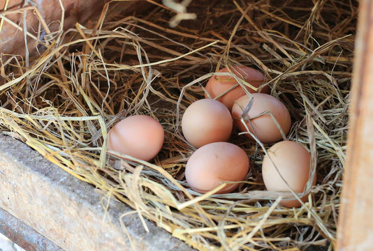 Eggs lie on the background of hay.