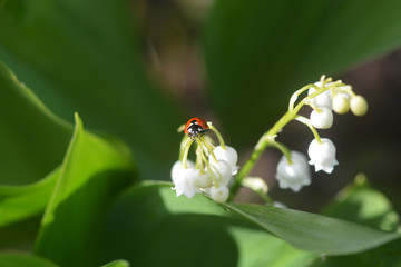 ladybug on the lily of the valley