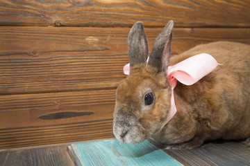 Cute brown rabbit with rose bow on wooden boards background
