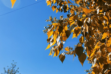 Yellow autumn leaves of trees on clear blue sky