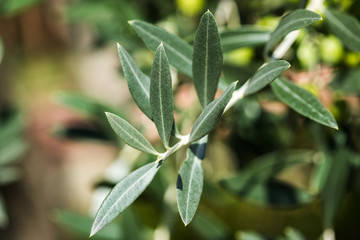 Olives on olive tree branch. Olive tree