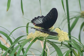 A great yellow mormon tropical butterfly with open wings resting on grass