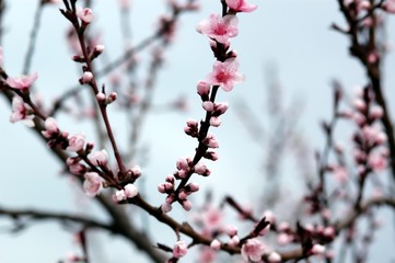 Branches with Cherry Blossoms in early spring