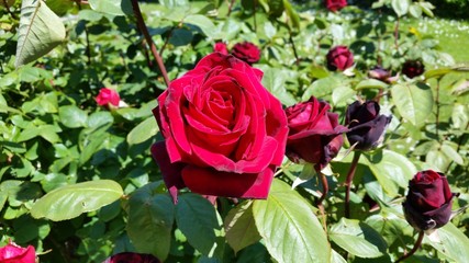 Red Rose