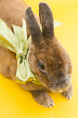 Cute brown rabbit with green bow eating food on yellow background