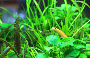 Fish in aquarium tank.