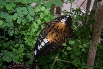 A black, brown and white tropical butterfly with open wings resting on leaves © E-lona