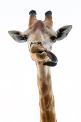 Action of the giraffe is tongue on a white background. © MrPreecha