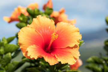 Flowering Graden Hibiscus Plant.