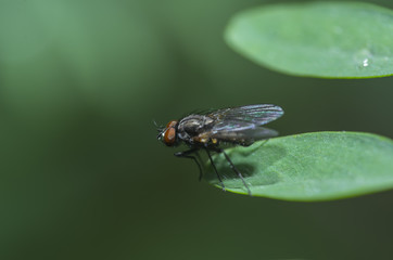 Closeup fly on leaf
