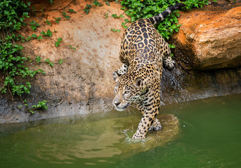 Fototapeta na wymiar Jaguar, are living on the edge of the water.