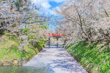  	春の天守移転後の弘前城の風景