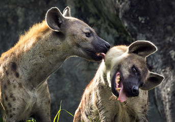 De familie van gevlekte hyena& 39 s in een sfeer van wilde natuur.