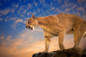 Cougar or Puma standing on the rocks in the evening.