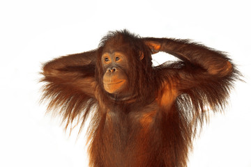 A young orangutan on a white background.