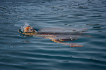 Fototapeta premium Colorful sea turtle (caretta caretta) swimming in the azure sea in Zakynthos Island, Greece. Blue fresh background, wild cute underwater sea animal.