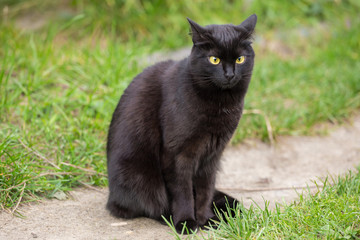 Naklejka na ściany i meble Beautiful cute bombay black cat with yellow eyes sit outdoors in grass nature