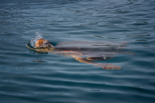 Colorful sea turtle (caretta caretta) swimming in the azure sea in Zakynthos Island, Greece. Blue fresh background, wild cute underwater sea animal.