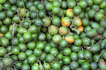 Fruit of the  betel palm for healthy food.