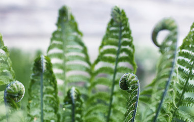 Landscape is summer. Green trees and grass in a countryside land