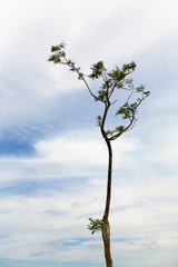 A tree with bizarre bends and the sky in the background.